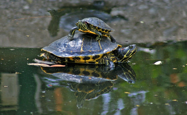A turtle standing on top of another